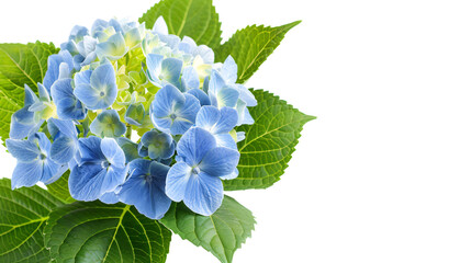 Beautiful Blue Hydrangea Flower with Green Leaves Isolated on White Background