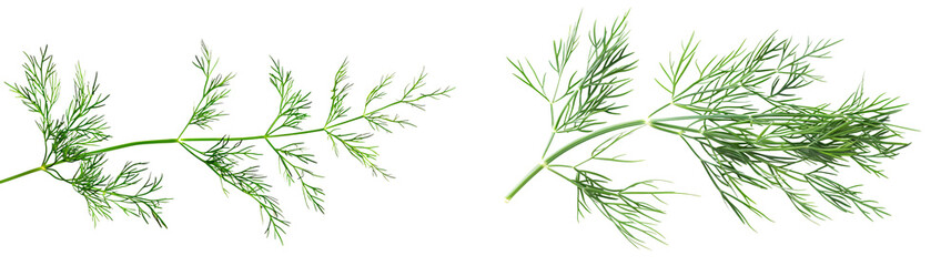 Obraz premium Fresh Green Herb Sprigs with Vibrant Leaves Perfect for Culinary Dishes and Garnishes on White Background