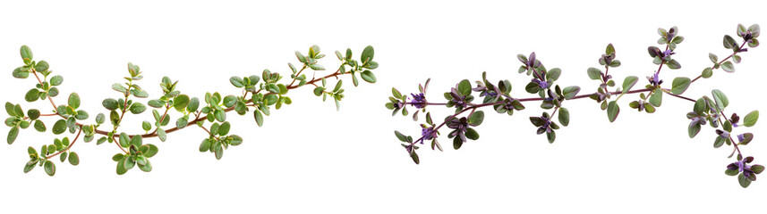 Fresh Green and Purple Herbs with Delicate Leaves on a Transparent Background