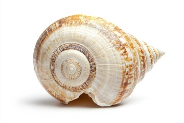 Obraz premium Close-up of spiral shell with intricate patterns