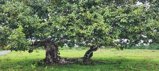 Magia en la naturaleza: juego de verde © LuisGonzaga