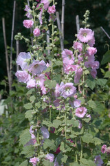 Roses trémières