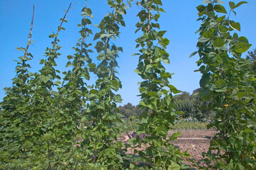 Haricots verts
