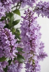 Obraz premium A close-up of the purple color of lilac flowers on a white background, fragrant petals, delicate details