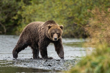 Female Kodiak bear looking for food