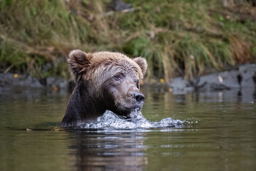 Bear in the river blowing bubbles while fishing