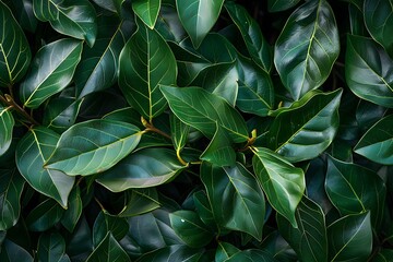 Obraz premium A detailed view of the glossy, dark green leaves of a laurel tree, with a smooth surface and wavy edges