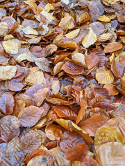 Wet Brown Fallen Leaves on A Forest Floor In Winter or Autumn Season