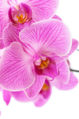 Pink Orchid Close-Up 