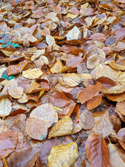 Wet Brown Fallen Leaves on A Forest Floor In Winter or Autumn Season