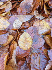 Wet Brown Fallen Leaves on A Forest Floor In Winter or Autumn Season