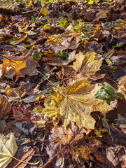 Wet Brown Fallen Leaves on A Forest Floor In Winter or Autumn Season
