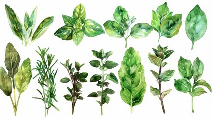 Watercolor collection of vibrant herb paintings on white background, including rosemary, mint, basil, and more, creating a fresh and neat composition.