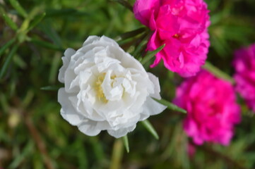 Beautiful Hot Pink Portulaca Grandiflora
