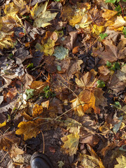 Wet Brown Fallen Leaves on A Forest Floor In Winter or Autumn Season