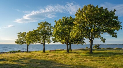 Fototapeta premium A serene seaside park with trees, a bench, and calm sea under a clear blue sky. Grass shadows add tranquility to the peaceful scenery.