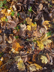 Wet Brown Fallen Leaves on A Forest Floor In Winter or Autumn Season