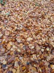 Wet Brown Fallen Leaves on A Forest Floor In Winter or Autumn Season