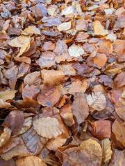 Wet Brown Fallen Leaves on A Forest Floor In Winter or Autumn Season