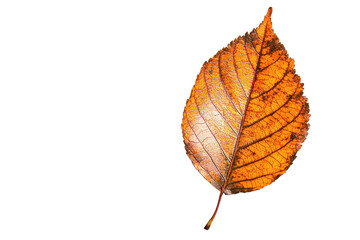 A vibrant orange leaf showcasing intricate veins, perfect for autumn-themed designs and nature-inspired projects.