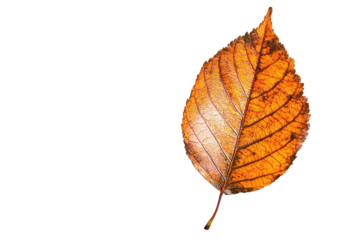 A vibrant orange leaf showcasing intricate veins, perfect for autumn-themed designs and nature-inspired projects.