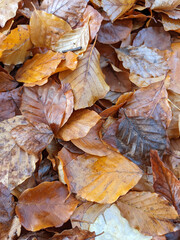Wet Brown Fallen Leaves on A Forest Floor In Winter or Autumn Season