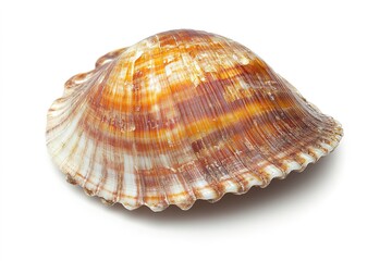 Obraz premium Colorful seashell isolated on white background