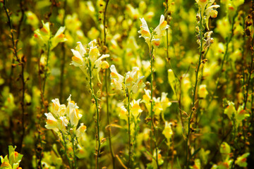 Obraz premium Field of Yellow Wildflowers