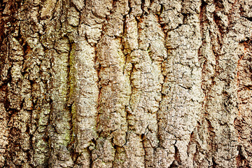 Tree Bark Texture Close-up