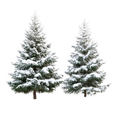 Two christmas tree with snow isolated on transparent background.