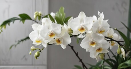 Fototapeta premium White vanilla orchid in full bloom with green leaves, floral arrangement, decoration, elegant, vanilla pod, botany