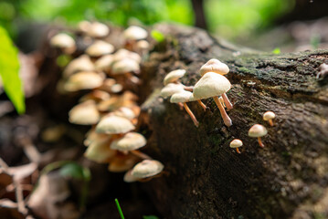 Toadstool growth on rotting wood