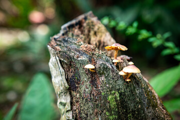Toadstool growth on rotting wood