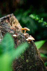 Toadstool growth on rotting wood