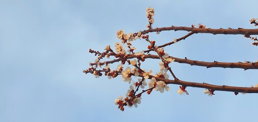 Blooming branches covered flowers, Pollen in spring time. Flowering apple park in sun light. High quality photo 