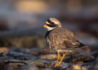 Ringed plover at beach, looking into camera, high detail, sharp image