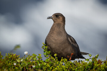 Closeup of arctic skua on a hilltop, high detailed shot, full black plumage