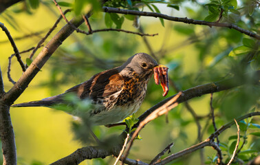 Fieldfare with beak full of worms to feed chicks