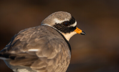 Obraz premium Detailed sharp closeup of ringed plover, eye level, eye focus