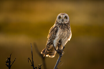 Short-eared owl looking into camera at sunrise, blurred background