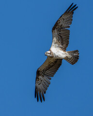 Osprey flying in blue sky looking for food