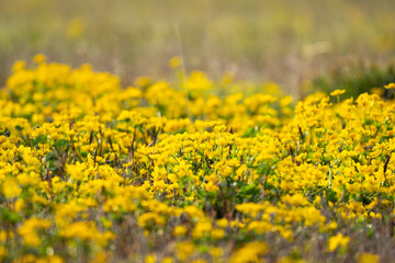 Fototapeta premium Field of yellow flowers in wetlands