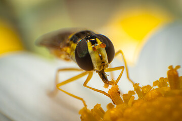 Macro image of a small fly with large eyes feeding on nectar from flower