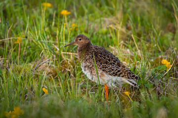 Female or faeder ruff, calidris pugnax in grass, migratory bird