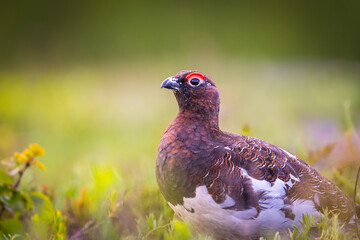 Detailed closeup of willow ptarmigan in heather