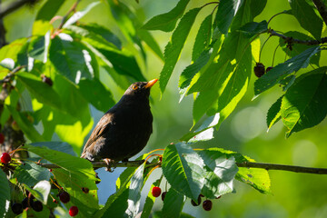 Blackbird in a sweet cherry tree