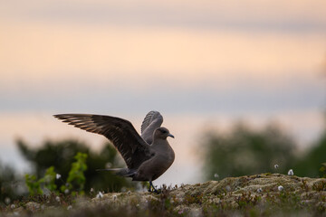 Arctic skua taking flight at sunset
