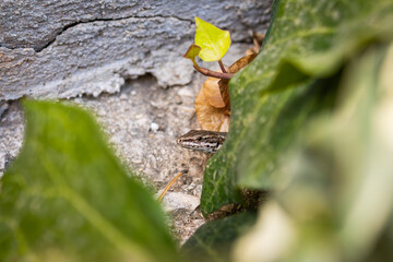 Cute wall lizard peaking out behind a leaf along a brick wall