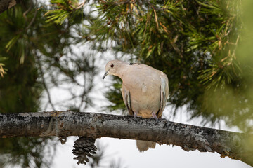 Collared dove posing for camera with beautiful red eyes
