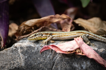 Common wall lizard on a rock, with dead leaves around